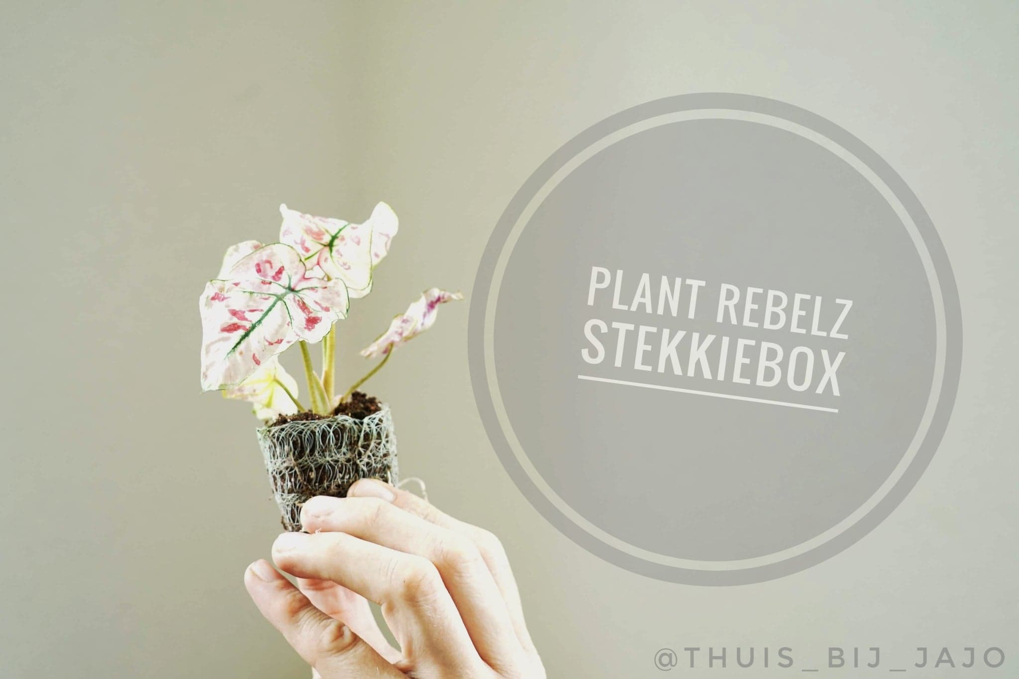 Plant Rebelz – Stekkiebox